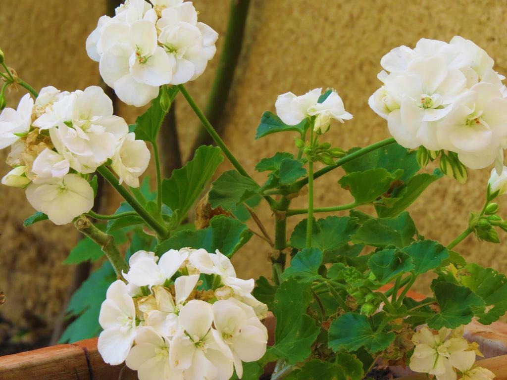 Apartments Pino بريلا المظهر الخارجي الصورة